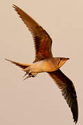 Collared Pratincole