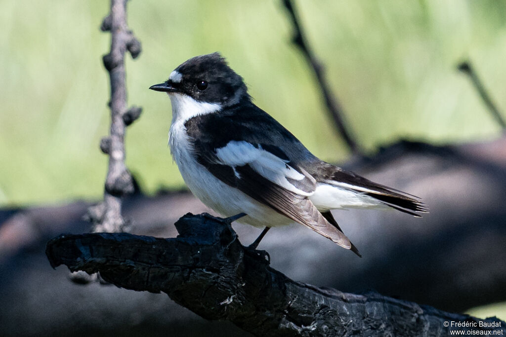 Gobemouche noir mâle nuptial