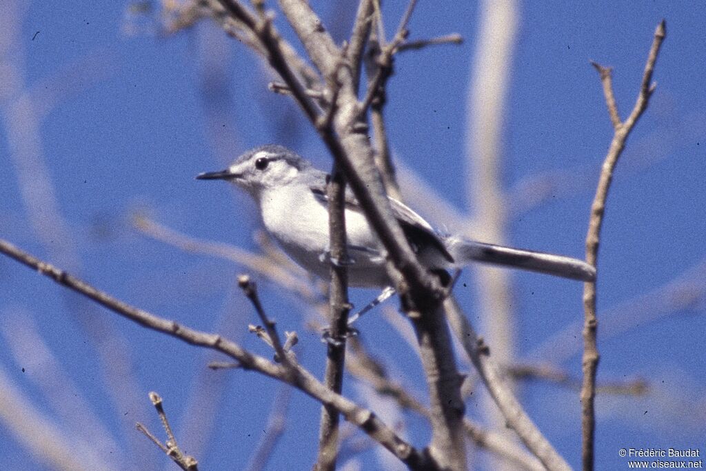 White-lored Gnatcatcher