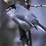 White-lored Gnatcatcher