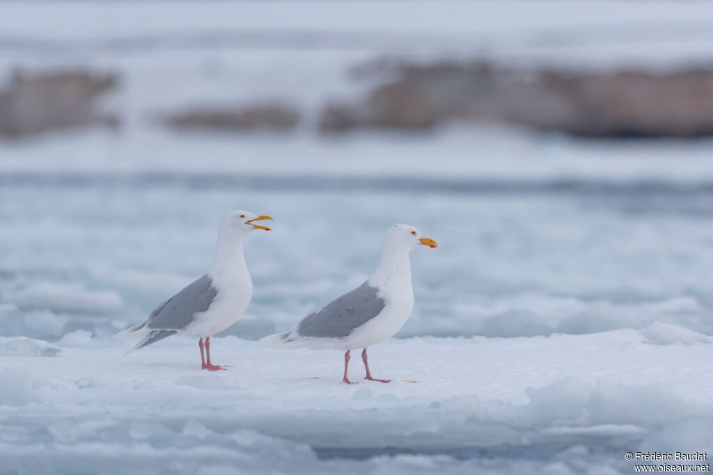 Glaucous Gulladult breeding