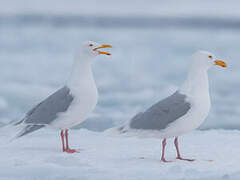 Glaucous Gull