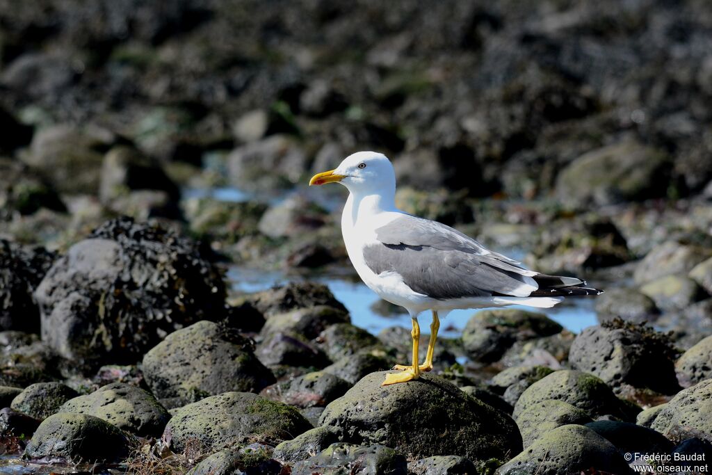 Lesser Black-backed Gulladult breeding, identification