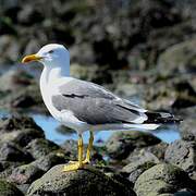 Lesser Black-backed Gull