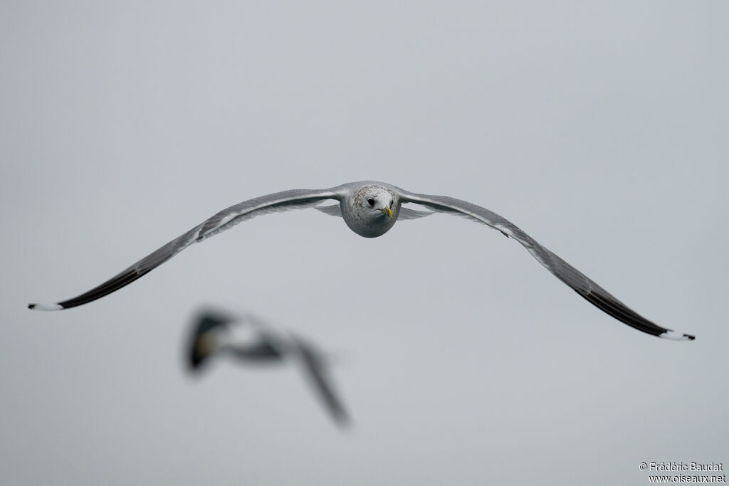 Common Gulladult post breeding, Flight