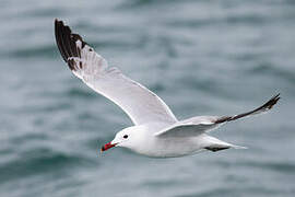 Audouin's Gull