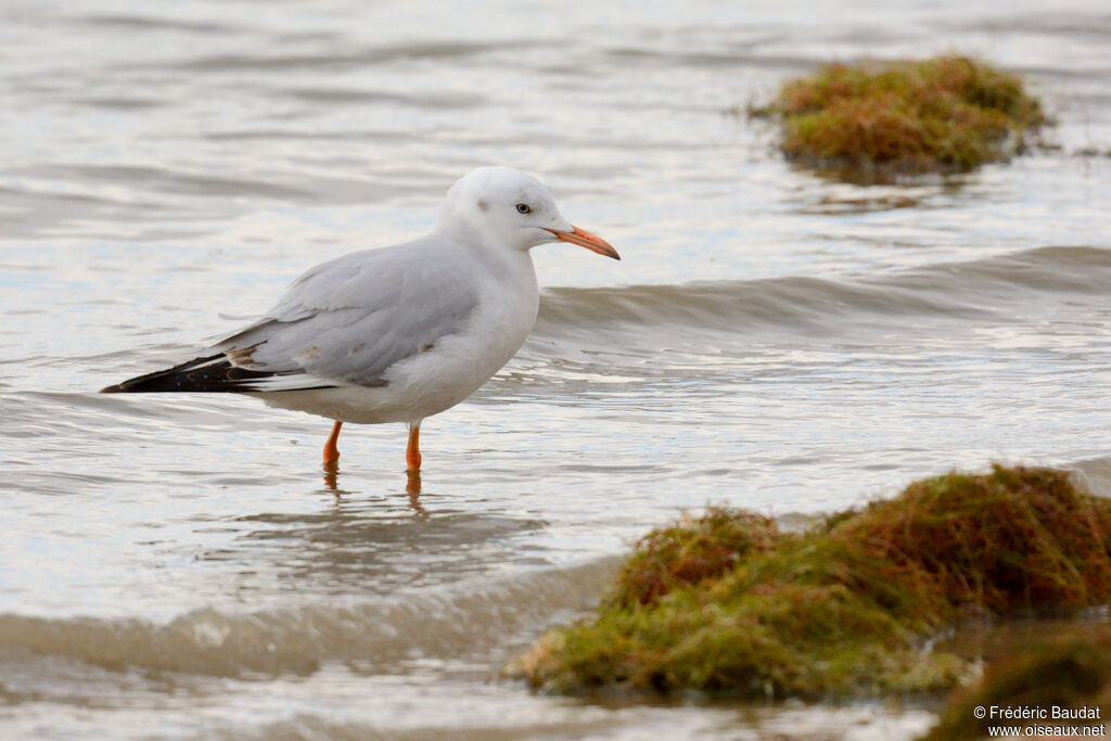 Slender-billed GullSecond year