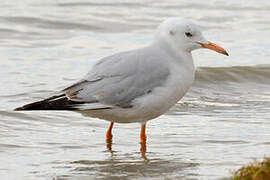 Slender-billed Gull