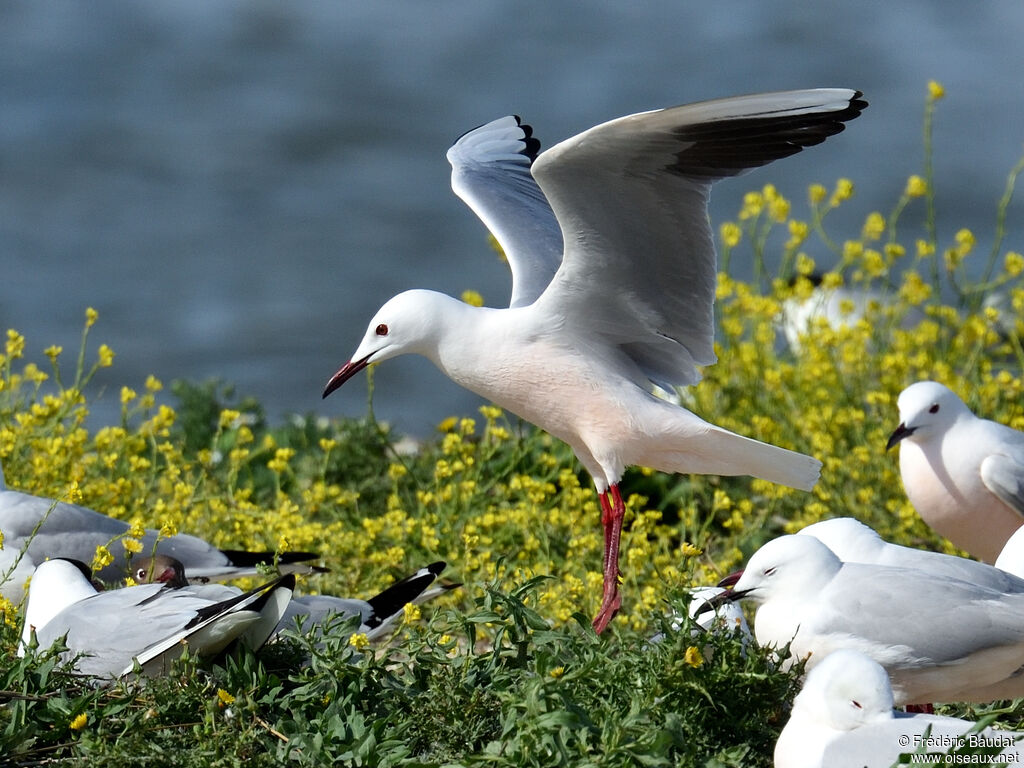 Slender-billed Gulladult breeding, Flight, colonial reprod.