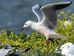 Slender-billed Gull