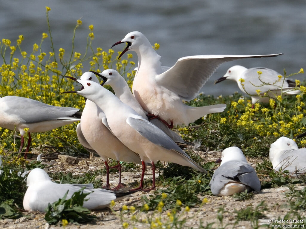 Slender-billed Gulladult breeding, mating., colonial reprod.