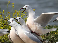 Slender-billed Gull