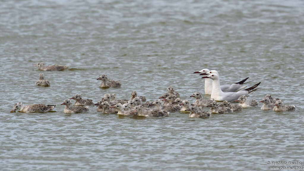 Slender-billed GullPoussin, swimming, colonial reprod.