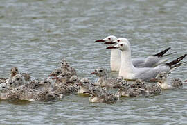 Slender-billed Gull