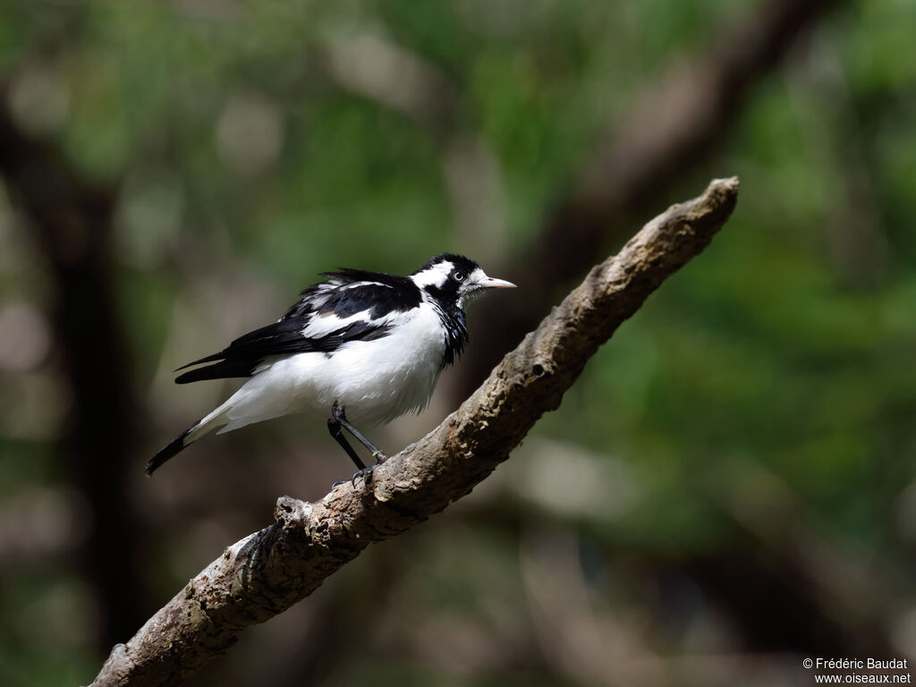 Magpie-lark female adult