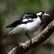 Magpie-lark