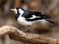 Magpie-lark