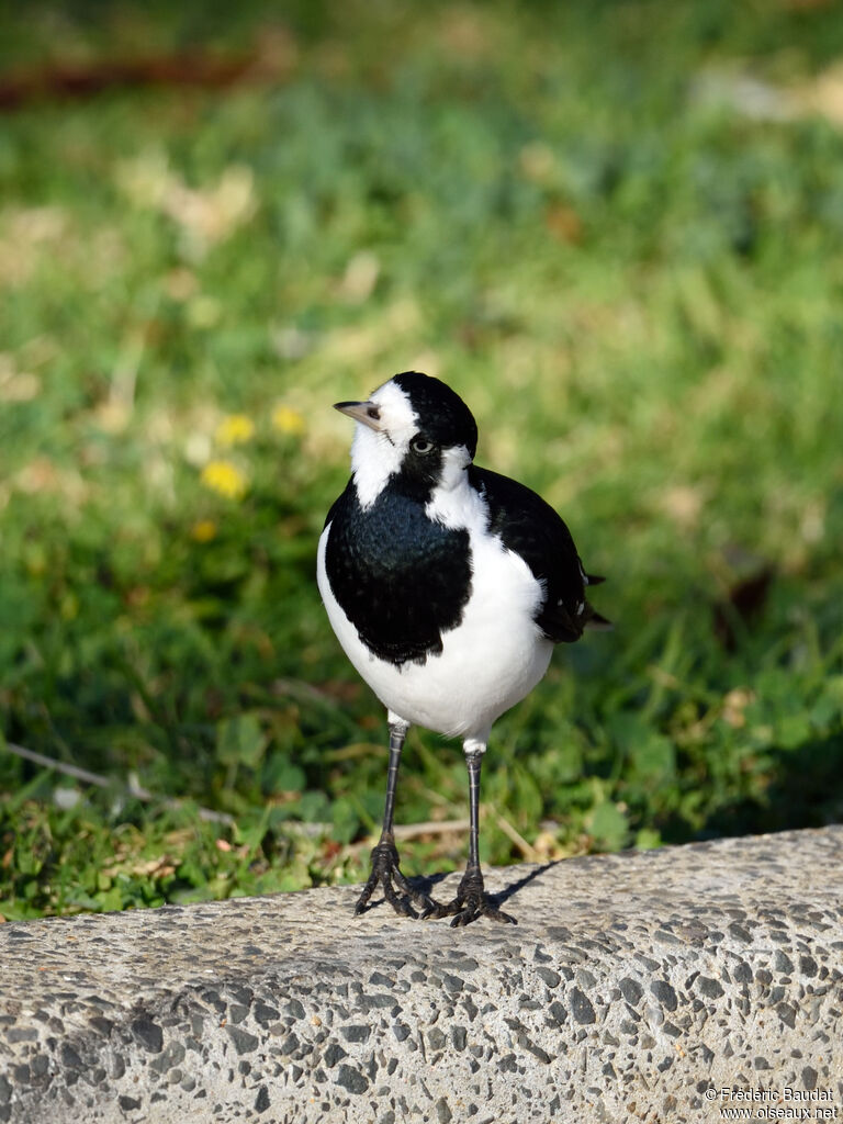 Magpie-lark female adult