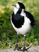 Magpie-lark