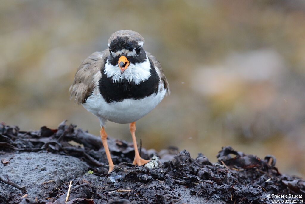 Common Ringed Ploveradult breeding, close-up portrait