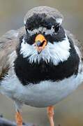 Common Ringed Plover