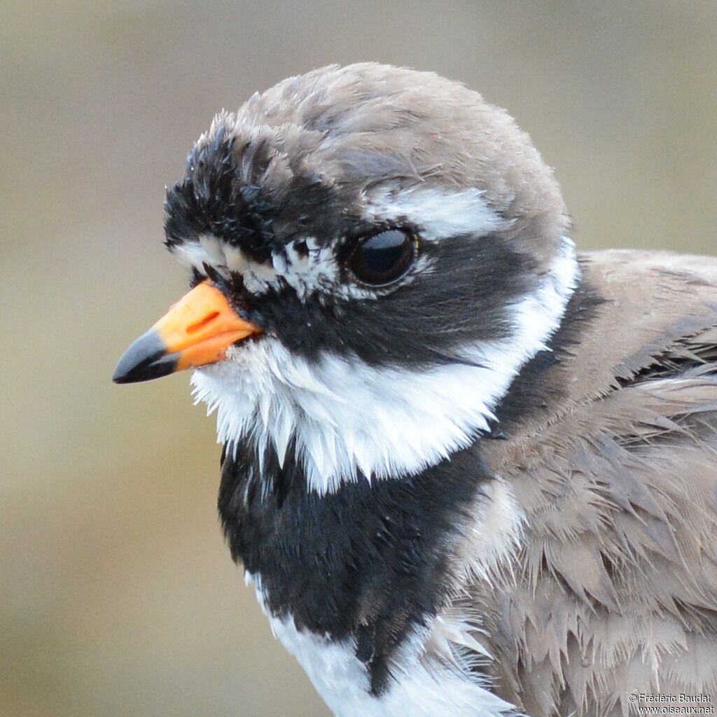 Common Ringed Ploveradult breeding, close-up portrait