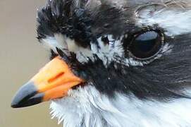 Common Ringed Plover