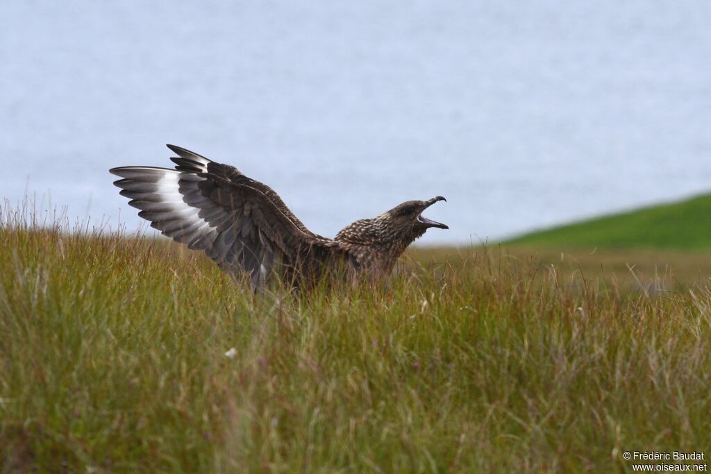 Great Skuaadult, identification