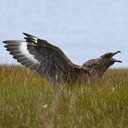 Great Skua