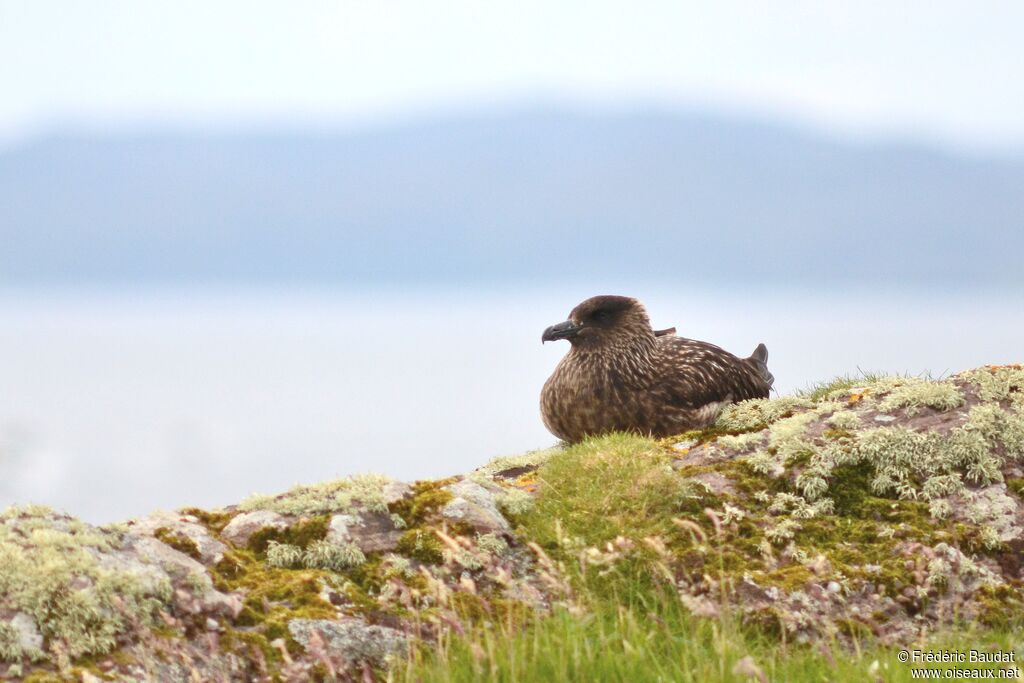 Great Skuaadult, identification