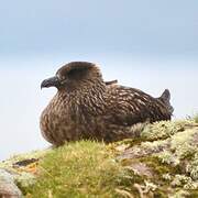 Great Skua