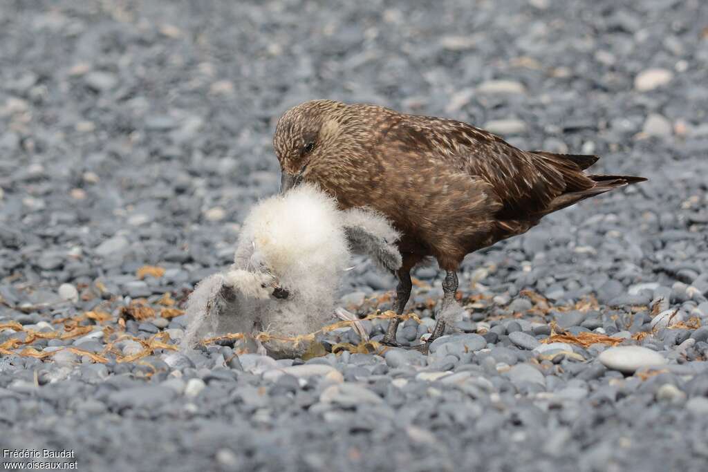 Great Skuaadult, feeding habits, eats, Behaviour