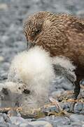 Great Skua