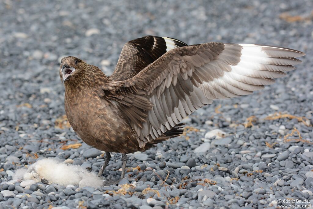 Great Skuaadult, identification, aspect, feeding habits