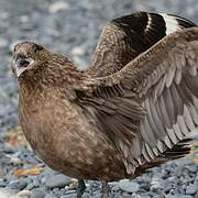 Great Skua