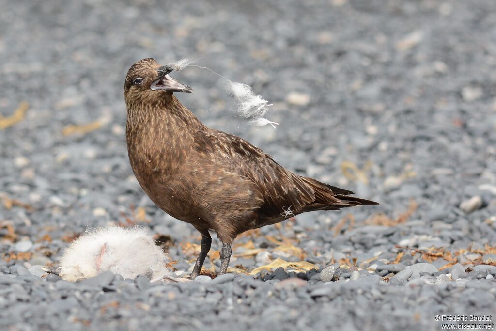 Great Skuaadult, identification, close-up portrait, feeding habits, eats