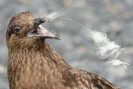 Great Skua