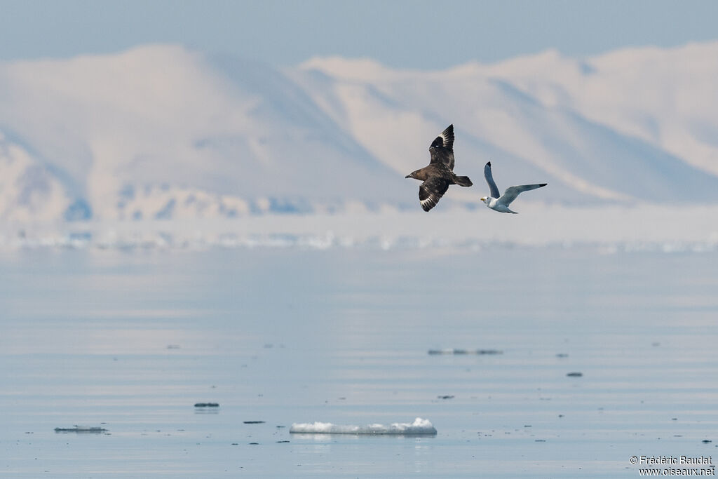 Great Skua