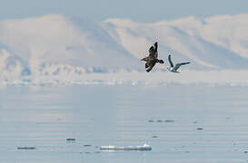 Great Skua