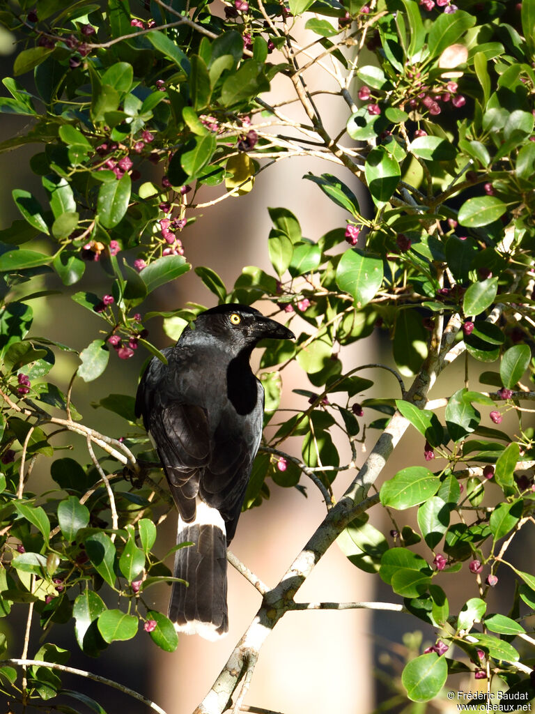 Pied Currawongadult