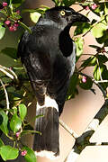 Pied Currawong