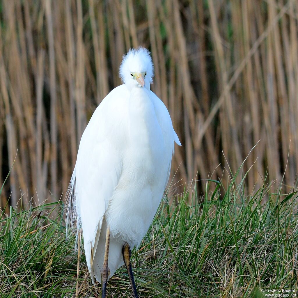 Grande Aigrette