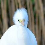 Grande Aigrette