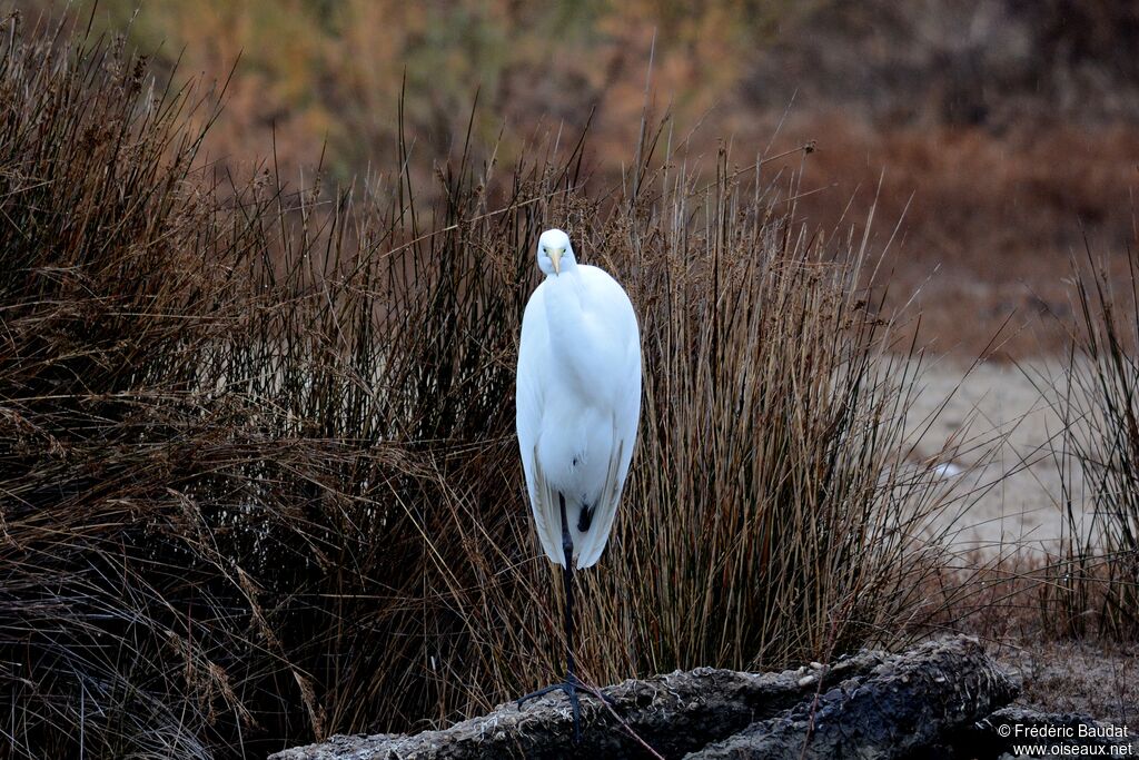 Great Egret, identification