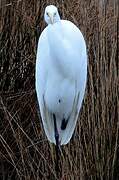 Grande Aigrette