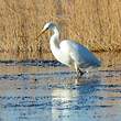 Grande Aigrette