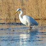 Grande Aigrette