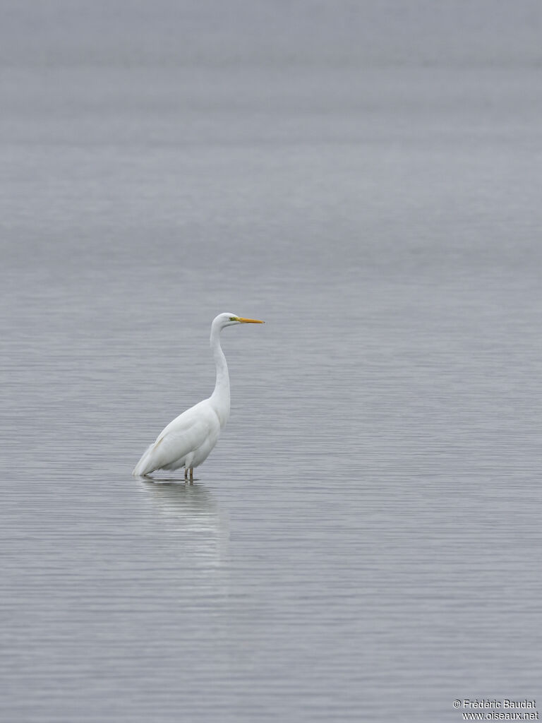 Great Egret