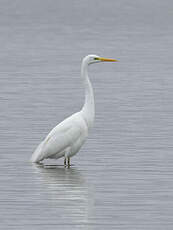 Grande Aigrette