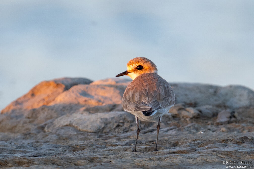 Gravelot à collier interrompu - Pluvier à collier interrompu femelle